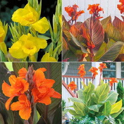 A collection of four varieties of cannas, featuring decorative foliage and bold yellow, orange and red flowers.