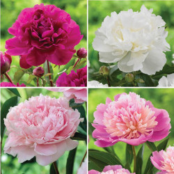 Peony Assorted Collection (Fall)