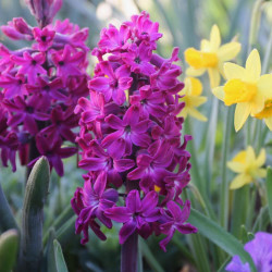 A garden scene of hyacinth orientalis Woodstock, with its rich, raspberry-pink flowers, blooming beside yellow daffodils.