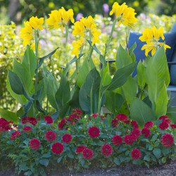 The bold green foliage and bright yellow flowers of canna Banana Punch, growing behind Gallery Singer, a bright red border dahlia.