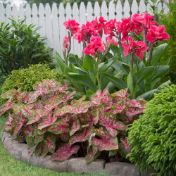 A home garden setting, showing the deep pink flowers of canna Pink Magic growing behind a bed of Carolyn Whorton caladiums.