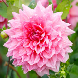 One large, rose pink flower of dinnerplate dahlia Otto's Thrill with raindrops on the petals.