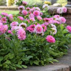 Border dahlia Bellini growing in a garden setting, showing this variety's compact height and large, flamingo pink flowers.