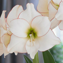 Amaryllis Single Picotee