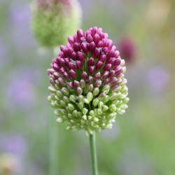 Side view of a single blossom of a drumstick allium, showing the two-tone flower that is burgundy on top and green below.