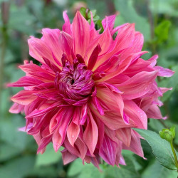 A single blossom of dinnerplate dahlia Penhill Dark Monarch, showing the flower's long, twisting petals in shades of rose, raspberry and peach.