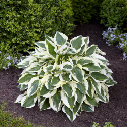 Hosta Medium Leaf Minuteman