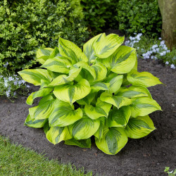 Hosta Medium Leaf Summer Lovin'