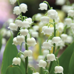 Convallaria Lily of the Valley - Bulk Offer