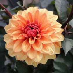 Heirloom dahlia David Howard, showing one 6" blossom with cantaloupe-orange petals and a darker orange center, and dark foliage.