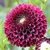 Close up of a single blossom of Jowey Mirella, highlighting this ball dahlia's perfectly round flowers and deep burgundy and maroon petals.