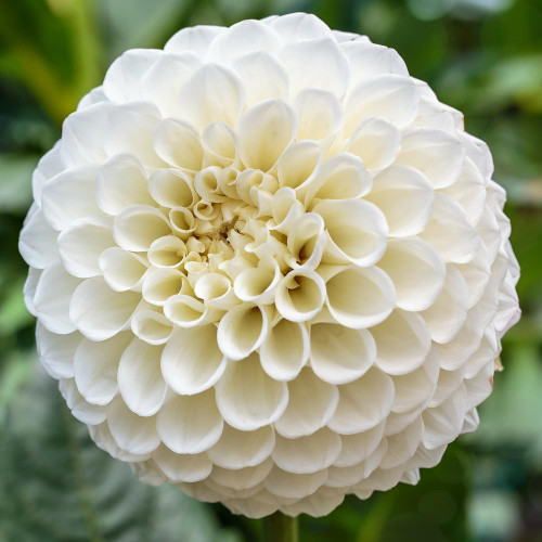 A single blossom of the white ball dahlia Petra's Wedding, showing this variety's perfectly round form and snow white color.