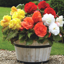 A mix of upright, double tuberous begonias in an outdoor planter, featuring flowers that are white, red, orange and yellow.