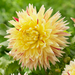 A single flower of dinnerplate dahlia Cambridge, showing this variety's yellow, quilled petals with contrasting red stripes.