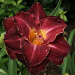 Daylily Burgundy Love