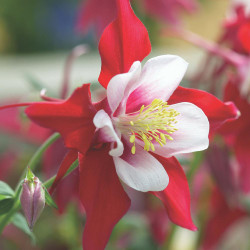 Aquilegia Crimson Star