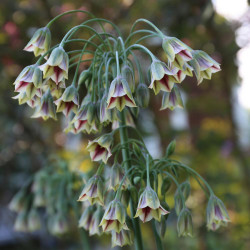 The dangling, maroon and cream flowers of allium bulgaricum, also known as Sicilian honey garlic.