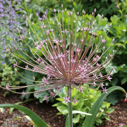 Allium schubertii in an early summer garden, showing this unique allium's giant 12" flower with star-like florets.