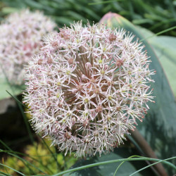 Close up on the flower of allium karataviense, showing how its white and pale pink florets come together to form a 5" globe.