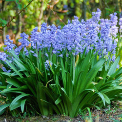 The blue flowers of Hyacinthoides campanulata blooming in a shady spring garden.