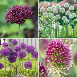 A collection of four types of late spring and early summer alliums, featuring the flowers of Allium atropurpureum, spaerocephalon, Mt Everest and Purple Sensation.