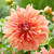 Pale orange dinnerplate dahlia Belle of Barmera, showing the flower's twisting petals in hues of apricot, raspberry and coral.