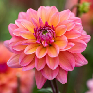 Dahlia Decorative Great Silence