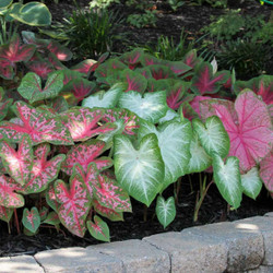 A shady garden bed filled with fancy-leaved caladiums with pink, white and green foliage.