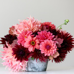 An informal bouquet of dahlias in shades of burgundy and pink, featuring the varieties Penhill Watermelon, Rip City, American Dawn, HS Date and Tamburo.