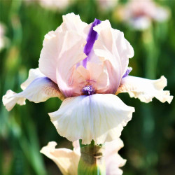 Side view of bearded iris Concertina showing the flower's blush-pink petals and purple beards.