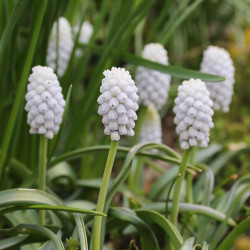 The unusual all-white flowers of grape hyacinth Muscari Siberian Tiger.