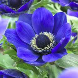 A single cobalt-blue flower of anemone Mr Fokker, highlighting the blossom's distinctive blue-black center.