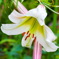 The elegant white trumpet lily Regale, showing one flower with several deep pink buds.