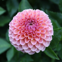 Ball dahlia Linda's Baby, showing a single blossom with a blend of pale pink, rose pink and peach petals.