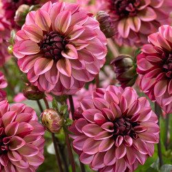 Multiple flowers of the decorative dahlia Senior's Hope, showing this variety's dusky, rose pink petals with a burgundy reverse and dark burgundy center.