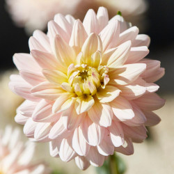 Decorative dahlia Diana's Memory in a sunny summer garden, showing one 5" diameter blossom with cream and blush pink petals and a pale yellow center.