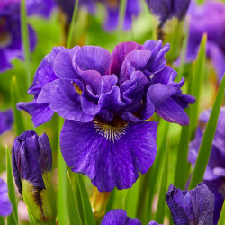 Iris Siberica Concord Crush