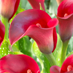 The deep red flowers of calla lily Callafornia Red.