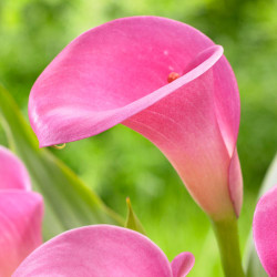 The hot pink flower of calla lily Garnet Glow.