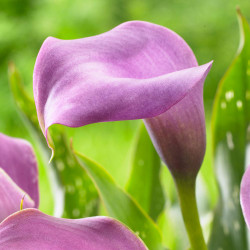 The shapely purple flower of calla lily Grape Velvet.