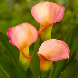 The apricot and soft pink flowers of calla lily Peach Pizzaz.