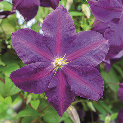 Clematis Mrs. N Thompson