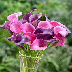 Two varieties of calla lilies in a clear glass vase, featuring dark purple Grape Velvet and hot pink Garnet Glow.