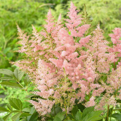 Astilbe Japonica Europa