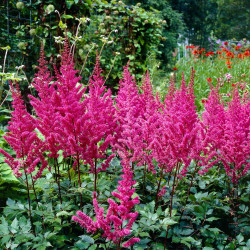 Astilbe Chinensis Maggie Daley