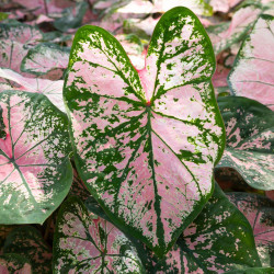 Caladium Pink Cloud, highlighting this shade tolerant foliage plant's decorative, light pink and dark green leaves.