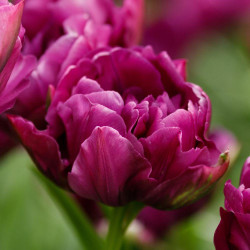 Tulip Double Late Negrita Double