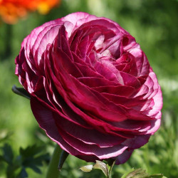 One blossom of ranunculus Tecolote Merlot, showing the flower's many petals in hues of purple and burgundy.