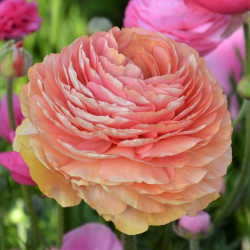 The lush, coral-pink flower of ranunculus Tecolote Salmon.