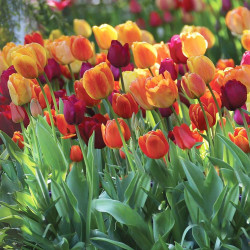 A colorful planting of Brilliant Mix triumph tulips in a spring garden featuring flowers that are yellow, orange, red and burgundy.